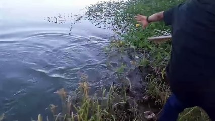 Mancing ikan nila terbesar
