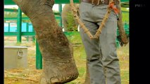 50 years a Slave : Raju the Elephant cried tears of joy after being FREED from suffering