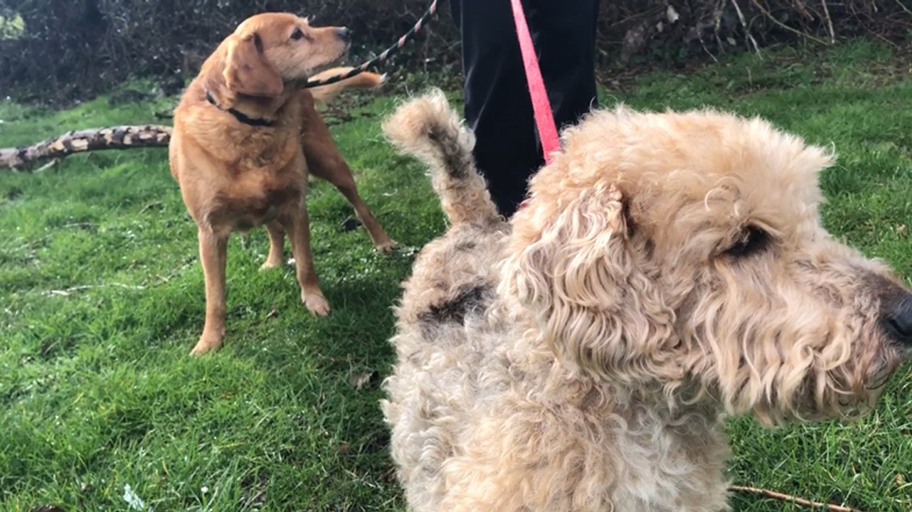 Porte ouverte « chiens seniors » au Refuge animal augeron le 18 mars