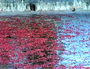 Jak se co dělá - Brusinky -dokument (www.Dokumenty.TV)