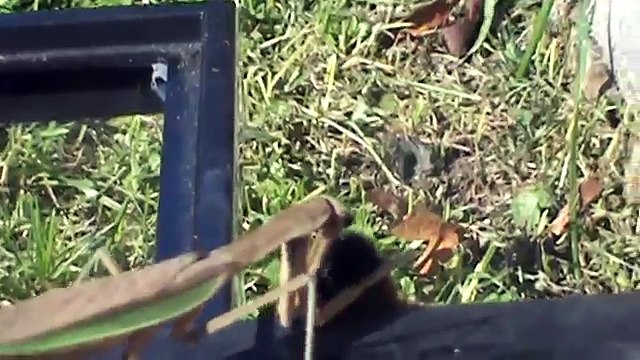 Praying Mantis Eating Caterpillar (GRAPHIC!)