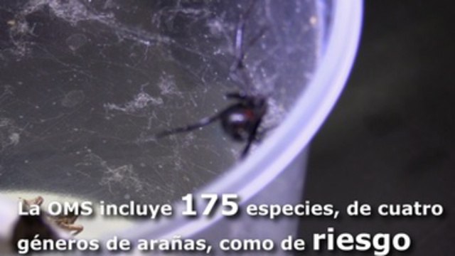 Solo 175 especies de araña serían peligrosas para la salud humana