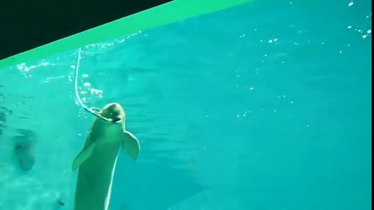 Ces dauphins avalent l'air de ce tuyau dans l'aquarium !