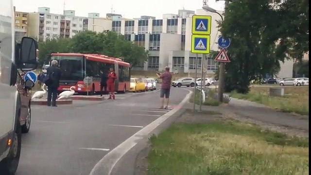 Interruption du traffic... pour laisser passer des cygnes sur le passage clouté !
