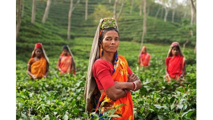 Discover the Secret West African Red Tea - The Red Tea Detox