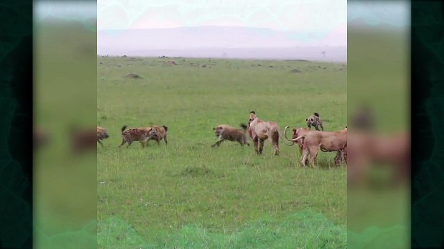 Lion vs Crocodile vs Hyena vs Buffalo | most amazing wild animal fights