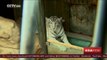 Rare India white tiger cubs born at Czech zoo