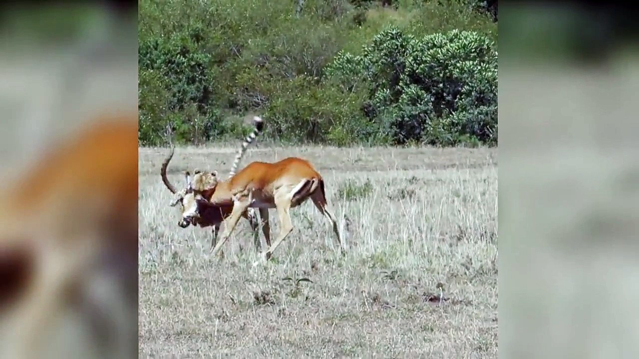 cheetah vs gazelle  Cheetah Fail Hunting Animals Fight