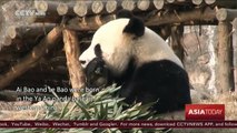 China gifts two giant pandas to South Korea to mark friendship