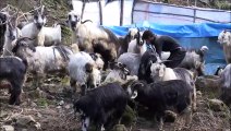 Keçilerine Türkü Söyleyen Rizeli Çoban