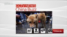 A dog miraculously survives Taiwan earthquake