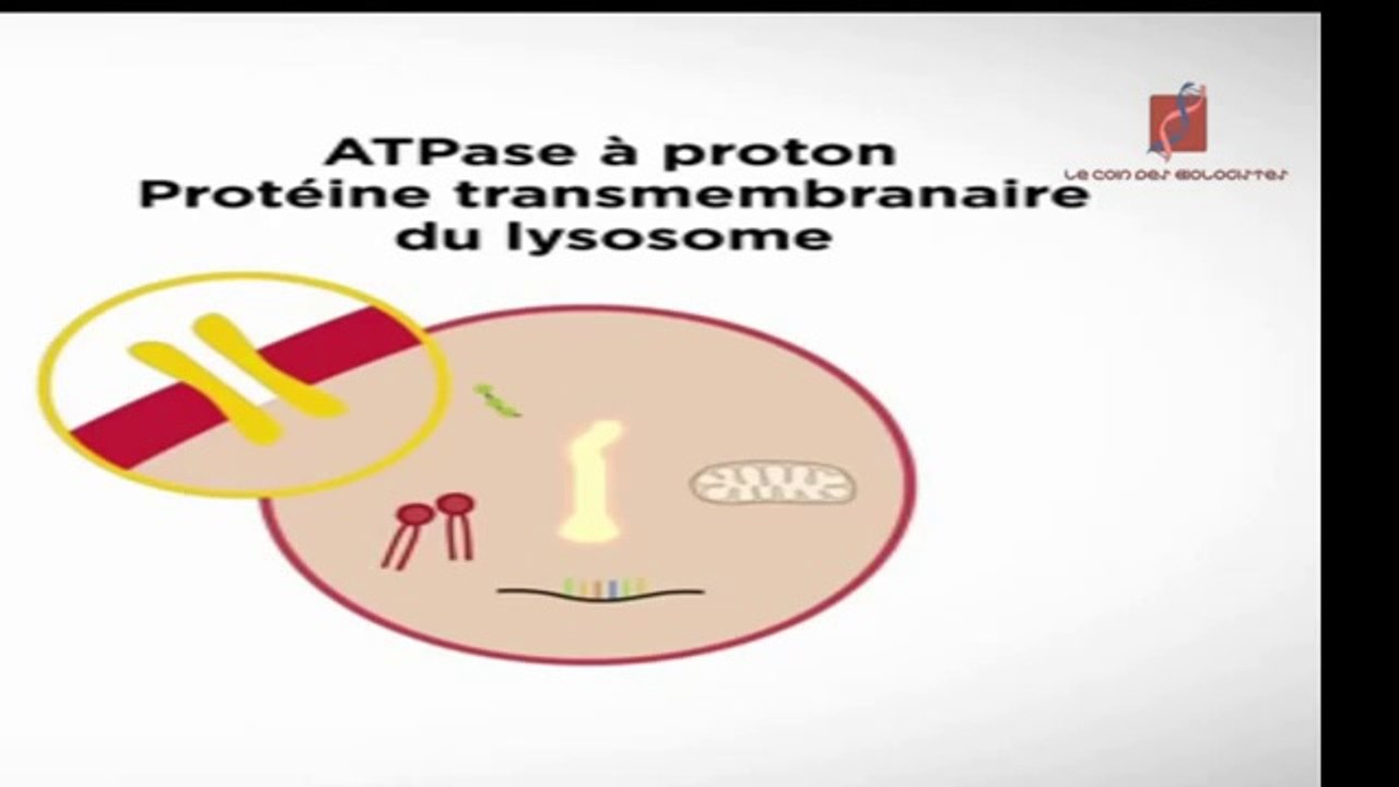 Les lysosomes