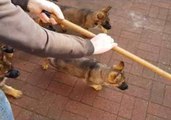 These Eight Puppies Are Absolutely Obsessed with a Broom