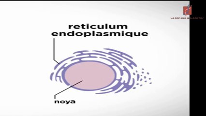 Le réticulum endoplasmique
