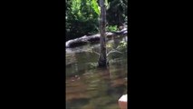 Ils tombent nez à nez avec un enorme anaconda pendant leur sortie en kayak