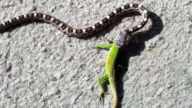 On pense tous que ce lézard va y passer face à ce serpent. Attendez la fin