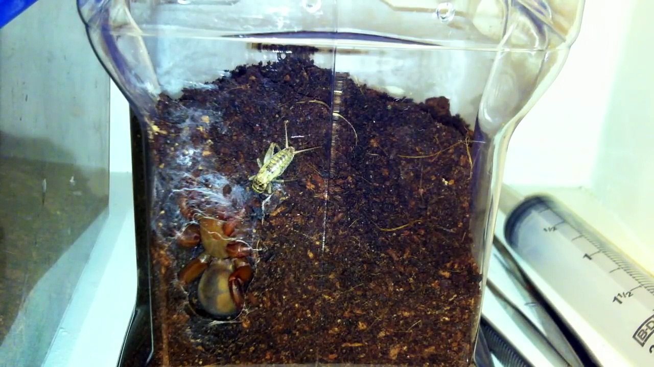 Une araignée Trapdoor en chasse comme vous ne l'avez jamais vu