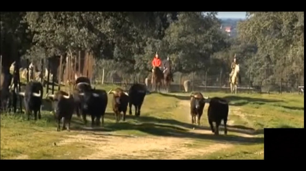 EL TAJO TOROS GUAPOS PARA SAN FERMIN,LA FIESTA DEL TORO.