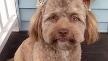 The internet thinks this dog looks just like a human