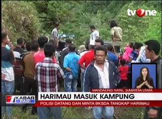 Masuk Kampung, Harimau Ditombak Warga Hingga Tewas
