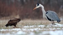 Grey heron fights common buzzard / czapla siwa i myszołów / Canon 400mm 5.6 7D / bird fight