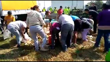 Personas salen de sus casas para robar pollos muertos de tráiler volcado en Ecatepec