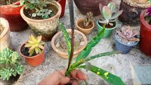 How to Grow Croton From Cuttings ( FAST & EASY )