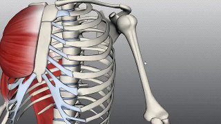 Features of the Humerus - Anatomy Tutorial