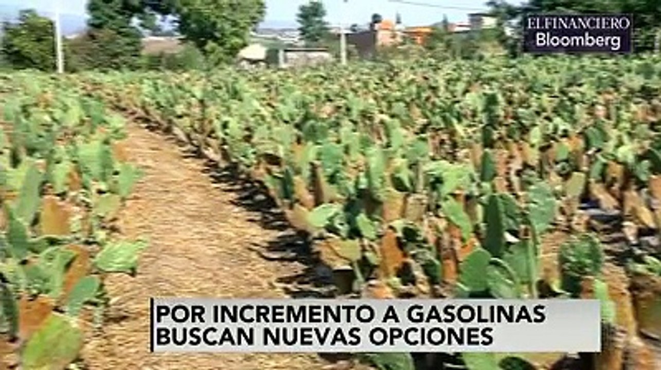 Combustible a base de Nopal