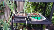 Small Space Garden - Ideas To Grow Plants In Apartments, Patios and Small Areas - in 4K