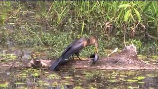 The Everglades - Bird hunting a fish and trying to eat it