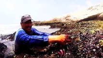 Pesca de pulpos con la mano - Catching octopuses | Octopus fishing with hands