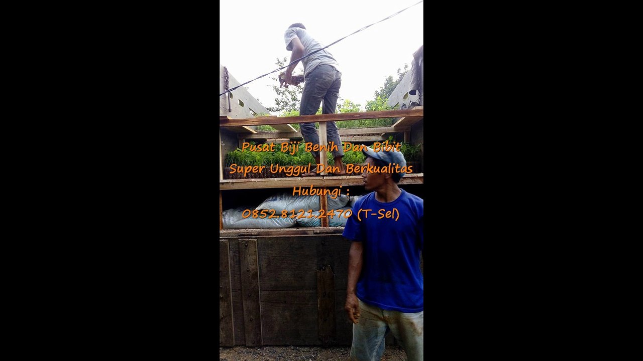 0812-1890-8795 (WA), Daftar Harga Bibit Pepaya Calina Asli