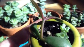 Succulents Rooting in Water & New Crassula Cuttings