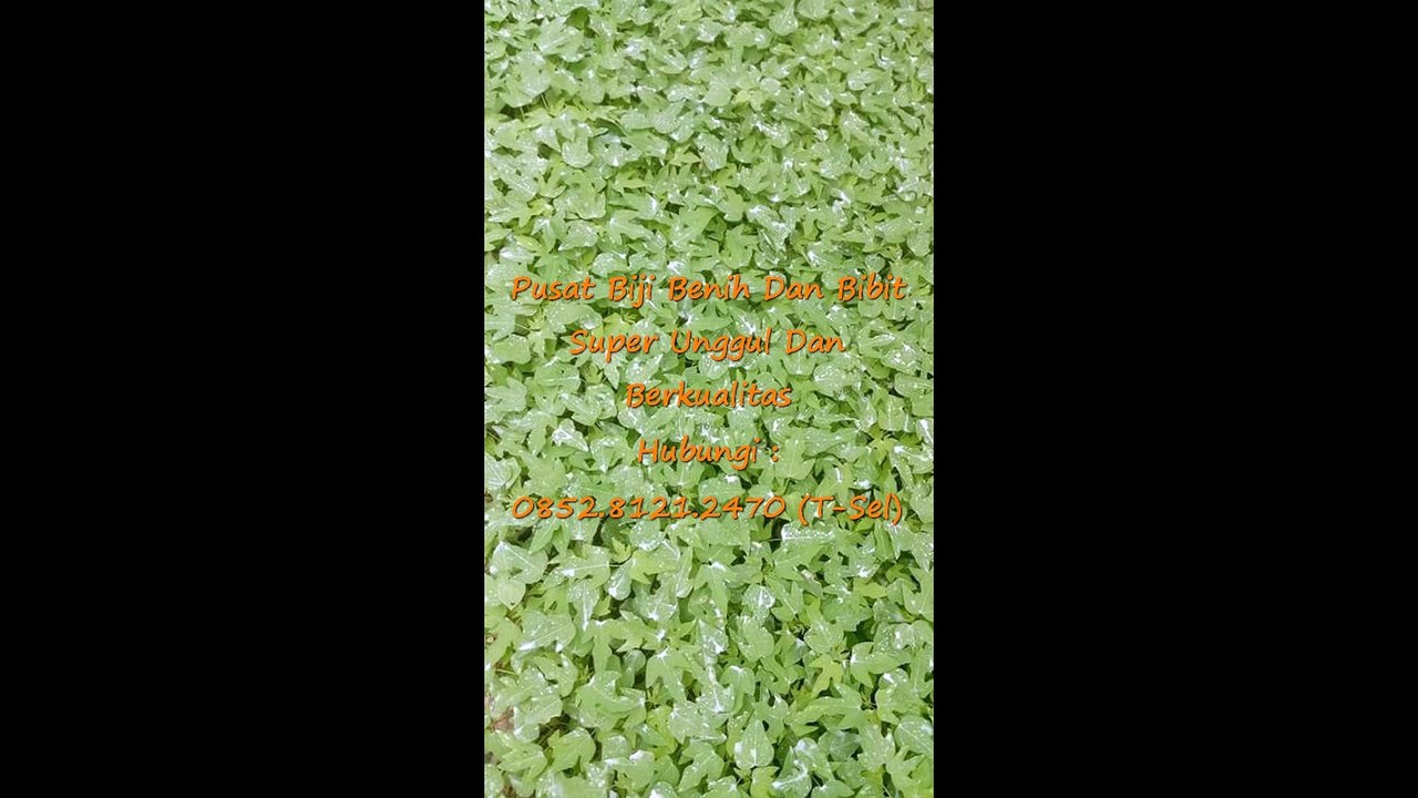 0812-1890-8795 (WA), Penjual Bibit Pepaya Calina Asli