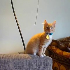 The many moods of cats - Try Not to Laugh