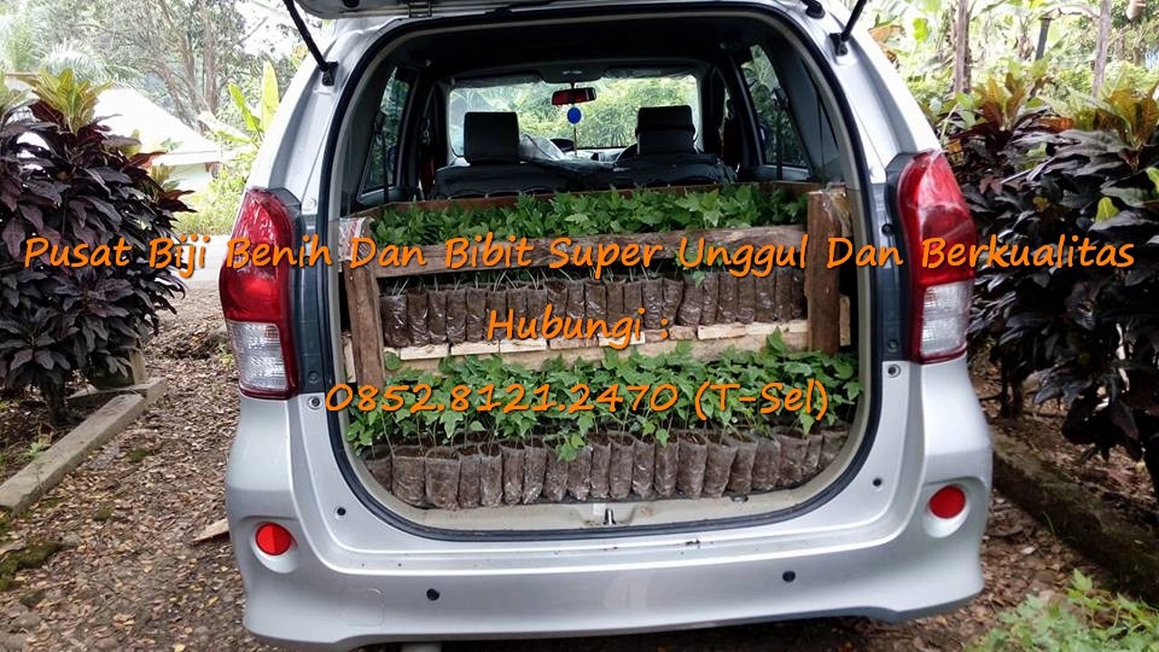 0812-1890-8795 (WA), Toko Bibit Pepaya Calina Asli0812-1890-8795 (WA), Toko Bibit Pepaya Calina Asli