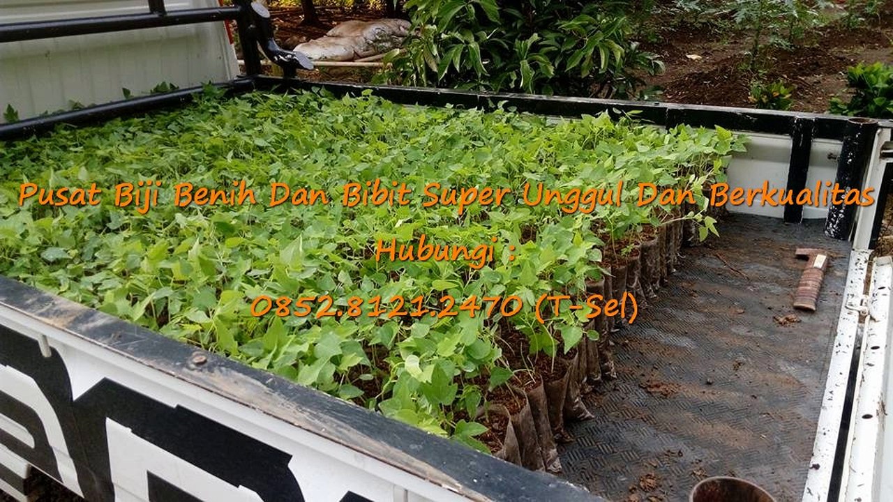 0812-1890-8795 (WA), Tempat Penjualan Bibit Pepaya Calina Asli