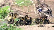 Female Mallard Duck with Baby Ducklings being Attacked