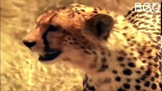 THẾ GIỚI ĐỘNG VẬT HOANG DÃ - NHỮNG LOÀI CÓ SỨC MẠNH NHẤT THẾ GIỚI ĐỘNG VẬT PHẦN 2