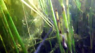 подводная охота #5 озеро щука, линь, окунь