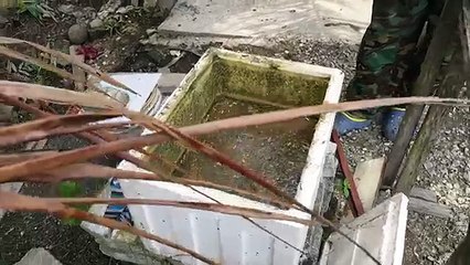 Black Soldier Fly Larva (BSFL)