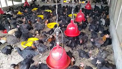 Penternakan Ayam Arab