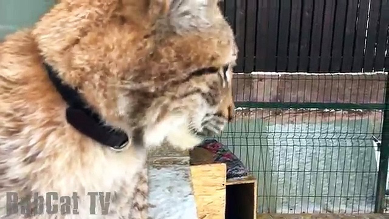 РЫСЬ МАРТИ ПОТИХОНЬКУ ПРИРУЧАЕТСЯ. Игры трёх больших кошек