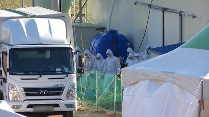 음성 오리농장서 AI 또 검출...충북에 이동중지 명령 / YTN