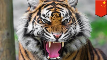 Chinese zookeeper becomes food for the tiger he raised since cubhood as visitors look on - TomoNews