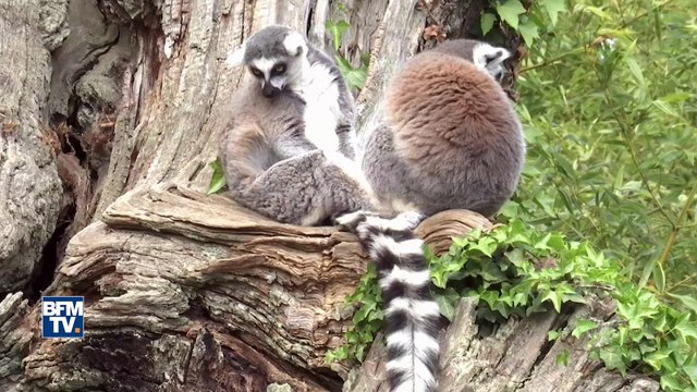 Lémuriens, éléphants, pandas… Pourquoi ces animaux pourraient disparaître