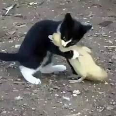 cute cat play with a small duck