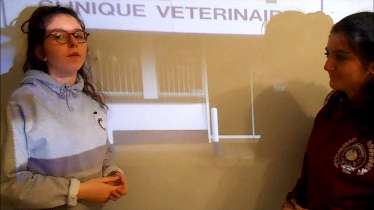 Les anti-puces en concours