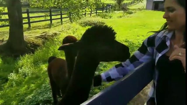 Sourire à un Lama... et se faire cracher dessus en plein visage !